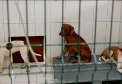 Belediyenin Kedi Evi'ne giren 3 pitbull, 12 kediyi öldürdü