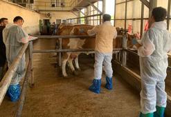 Suni tohumlama ile hayvansal verimde maksimum artış hedefi