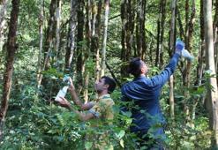 Şimşir ormanında kurumaya karşı uygulanan 3 yıllık biyolojik mücadele sonuç verdi