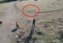 Çoban, sürüye yaklaşan drona balta fırlattı