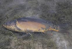 Bolu'da içme suyu barajında balık ölümlerine inceleme