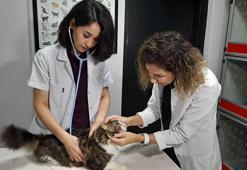 Kocaeli'de sokak hayvanlarına 4 Ekim'e özel ücretsiz kısırlaştırma