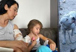 Anne-kıza saldıran yasaklı ırk köpeklerden biri gözlem altında, diğeri aranıyor