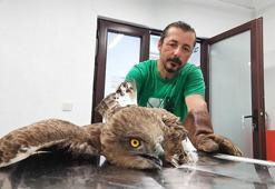 Kanadı kırılan yılan kartalının tedavisi devam ediyor