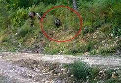 'Balkız' doğal ortamında görüntülendi