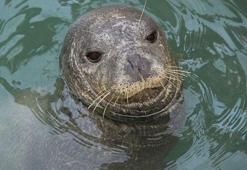 Kuşadası Dilek Yarımadası Milli Parkı açıklarında yavru Akdeniz Foku ölü bulundu