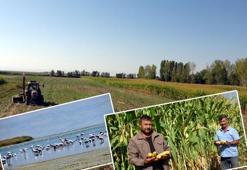 Van Gölü suyunun çekildiği bölge, tarım alanı oldu