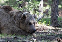 Boyner ve National Geographic’den yaban hayatın korunması için iş birliği