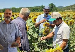 Çayır tırtılıyla etkin mücadele ayçiçeğinde verim kaybını düşürdü