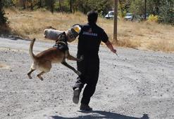 Jandarmanın gözü kulağı 'keskin burunlar' suçlulara göz açtırmıyor