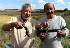 Edirne'de 'kurbağa avcıları' mesaiye başladı