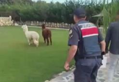 Sahte çağrı merkeziyle milyonluk vurgun; kara parayı aklamak için çiftlik kurmuşlar