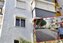 Sitede yaşayanların 'yarasa' çaresizliği