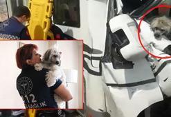 Ambulans hemşiresi, karavanla kaza yapan Çekyalı çiftin köpeğine sahip çıktı