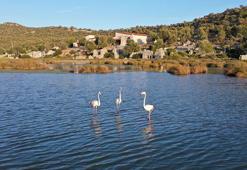 Noel Baba Kuş Cenneti, flamingoların evi oldu