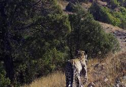 Nesli tehlike altındaki Anadolu leoparı fotokapanda