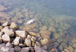 Gölköy Baraj Göleti'ndeki balık ölümlerinde sabotaj iddiasına soruşturma