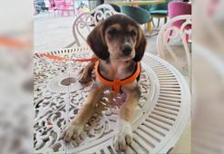 Kayıp köpeği 'Latte' için 5 bin lira ödül koydu