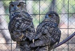 Kaçak avcıların yaraladığı puhu çifti, aile olmaya hazırlanıyor