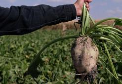 Konya Ovası'nda pancar hasadı sevindirirken, şeker oranı düşük çıktı
