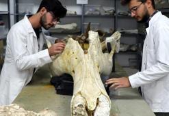 Kayseri'de bu yılki kazılarda 400'e yakın fosil bulundu