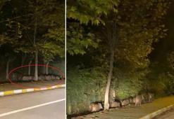 Yalova’da domuz sürüsü kara yoluna indi