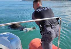 Van Gölü'nde boğulmak üzere olan danayı, dalgıç polisler kurtardı
