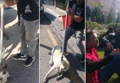 Belediye ekipleri ile hayvanseverler arasında 'köpek toplama' gerginliği