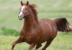 Şampiyon atın 2 yavrusu, rekor fiyatla satıldı