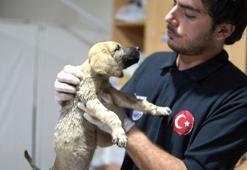 Sıcak asfalta bırakılan 7 yavru köpekten 2'si öldü