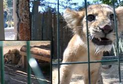 Mahalle arasında mühürlü hayvanat bahçesine kaçak giriş