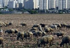 İstanbul'un iki yüzü, gökdelenler arasında otlayan hayvanlar