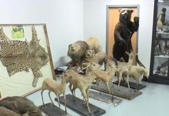 Türkiye'nin ilk zooloji müzesi 7 yıl sonra yeniden açılıyor