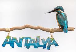 'Yalıçapkını'nı fotoğraflamak için 7 ay bekledi