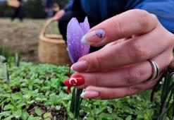 Kilosu 100 bin lira olan safranın hasadı başladı