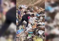 Karlıova'da köpekler bağlanıp çöplüğe bırakıldı; inceleme başlatıldı