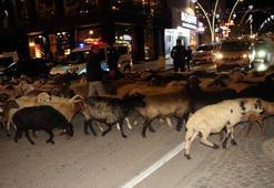 Şehir merkezinden geçen koyun sürüsü için trafik durdu