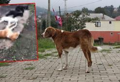 'Kimyasalla toplu köpek ölümü’ iddiasına soruşturma