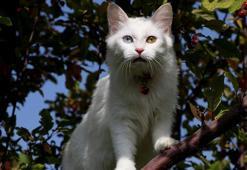 Van Kedi Villası'nda 2023 doğumları için çalışmalara başlandı