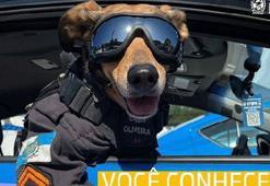 Brezilya polisinin kurtarma köpeği, sosyal medya yıldızı oldu