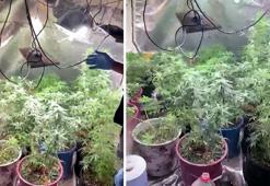 Yatak odasına uyuşturucu serası kurmuş