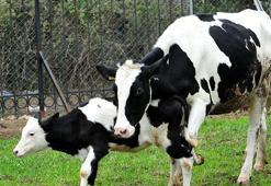 Yavrusundan ayırılıp kesime götürülen inek, Emekli Hayvanlar Çiftliği'nde