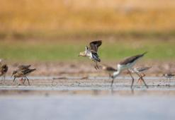 Üniversite kampüsündeki sulama göleti, göçmen kuşların mola ve kışlama yeri oldu