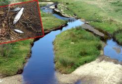 Edirne'de siyah akan derede balık ölümleri yaşandı