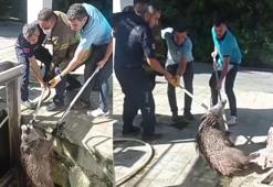 Arıtma tesisindeki kanala düşen domuz itfaiye ekiplerince kurtarıldı