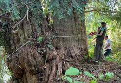 Artvin'de 1400 yıllık porsuk ağacı tescillenecek