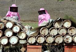 Pembe kıyafetli kadınlar, kara kovan bal hasadına başladı