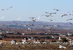 'Edirne'de martıların yediği kumruların popülasyonu yüzde 60 azaldı'
