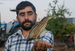 Şanlıurfa'da 'yeşil sırtlı balıkçıl' görüldü, Türkiye'de ilk olarak kayda geçti