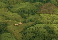 Kolombiya’da koka bitkisinin ekimi rekor seviyeye ulaştı: 1 yılda yüzde 43 artış